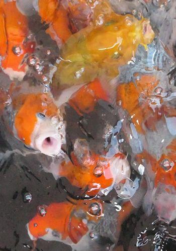 Tomodachi Koi sind topfit und kerngesund - gut konditionierte Goshiki und Chagoi Tosai.