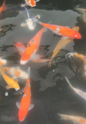 Bei Tomodachi Koi werden auch die vielen Tosai Hälterungsbecken das ganze Jahr über betrieben.